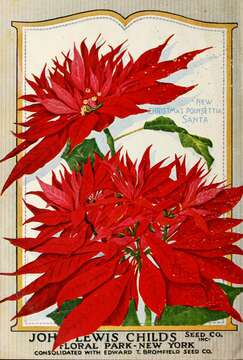 Image of poinsettia