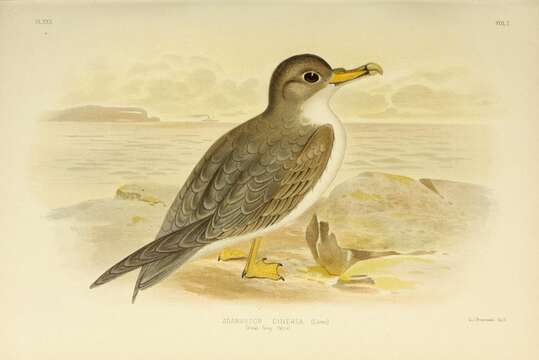 Image of Gray Petrel