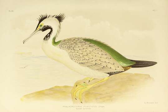 Image of Spotted Shag