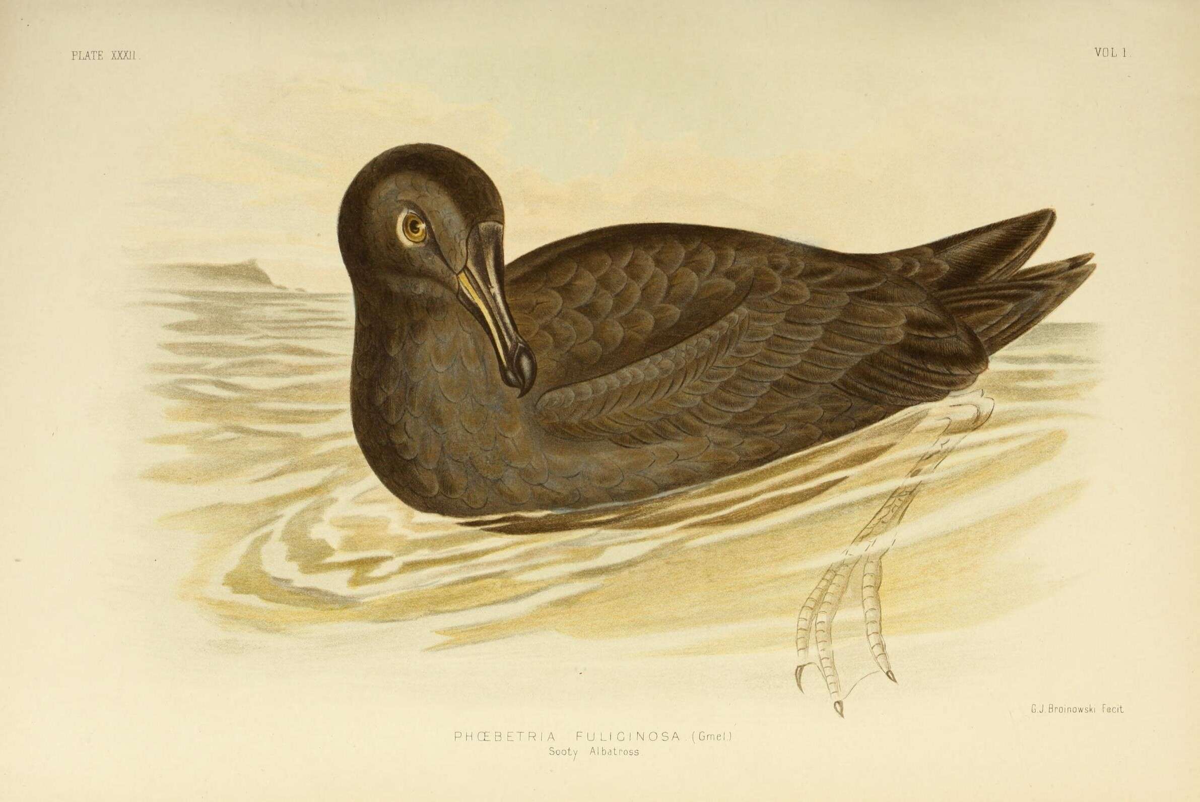 Image of Dark-mantled Sooty Albatross