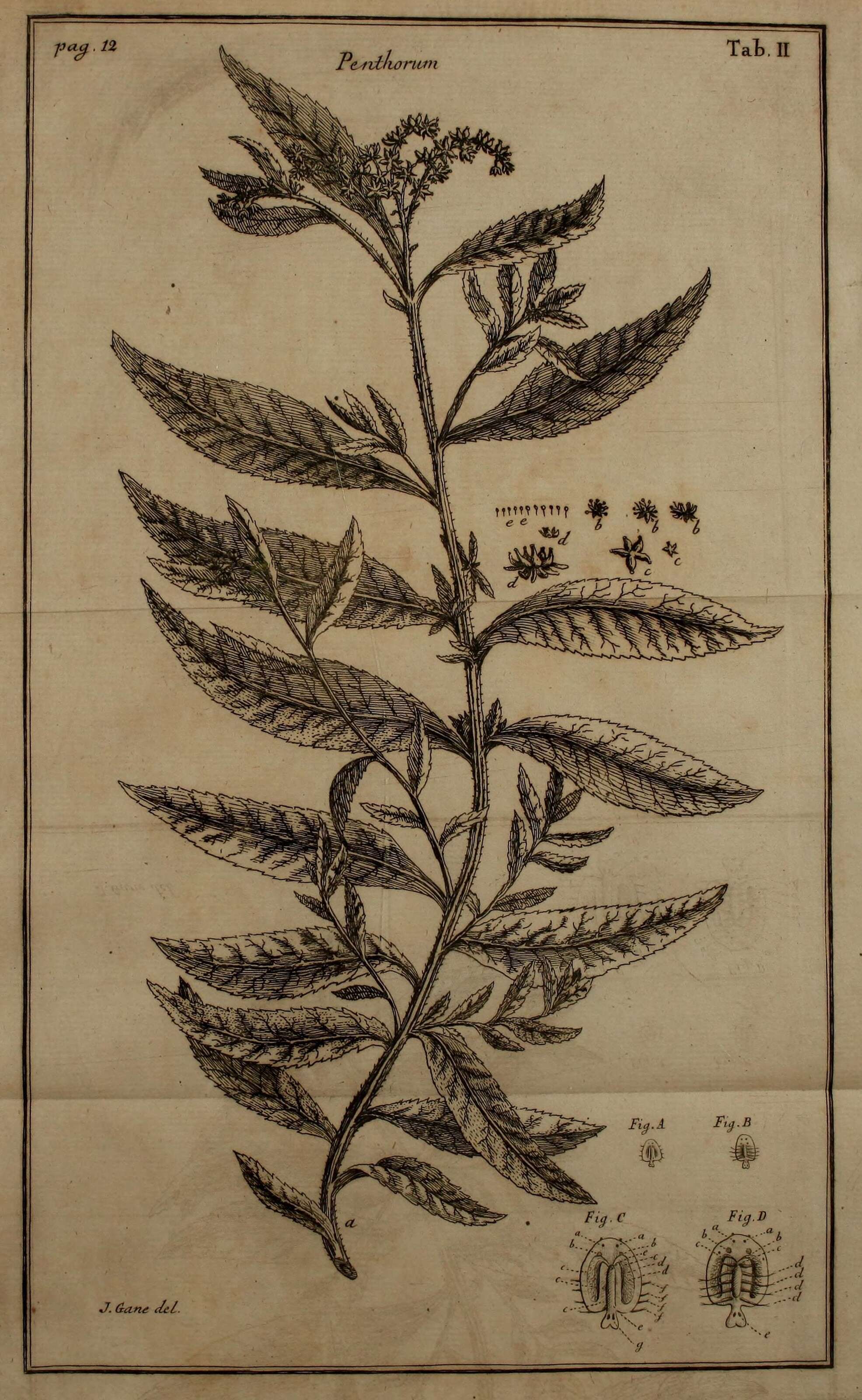Image of Penthoraceae