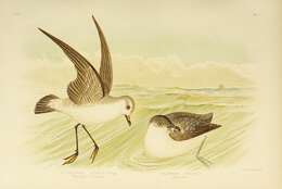 Image of Common Diving Petrel