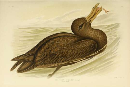 Image of Antarctic Giant-Petrel