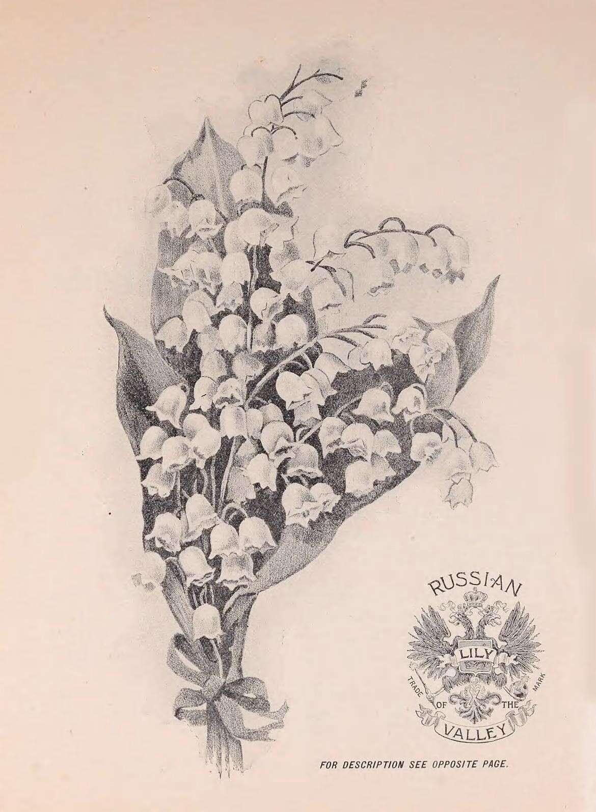 Image of convallaria