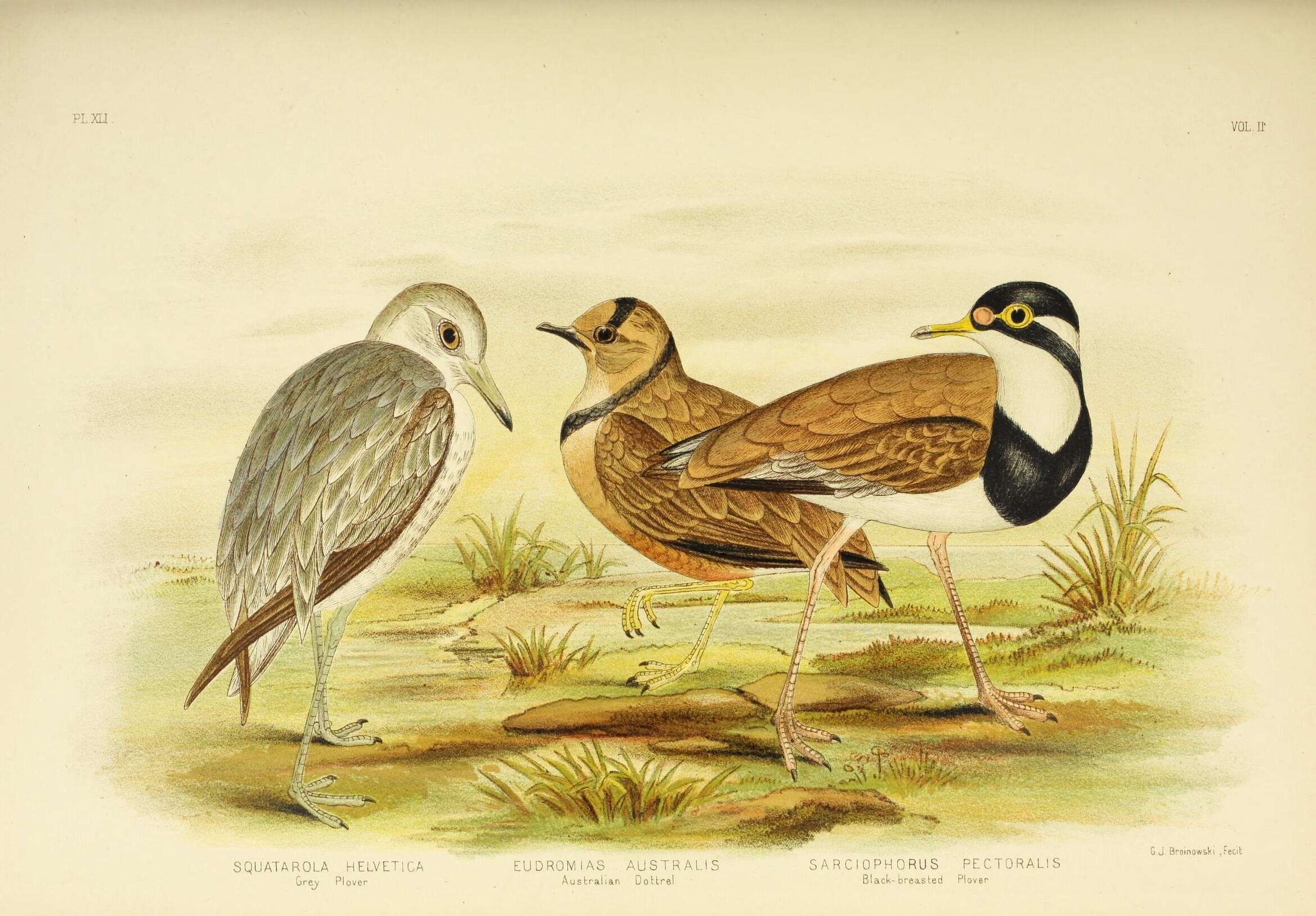 Image of Pluvialis Brisson 1760