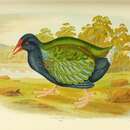 Image of North Island takahe