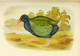 Image of North Island takahe