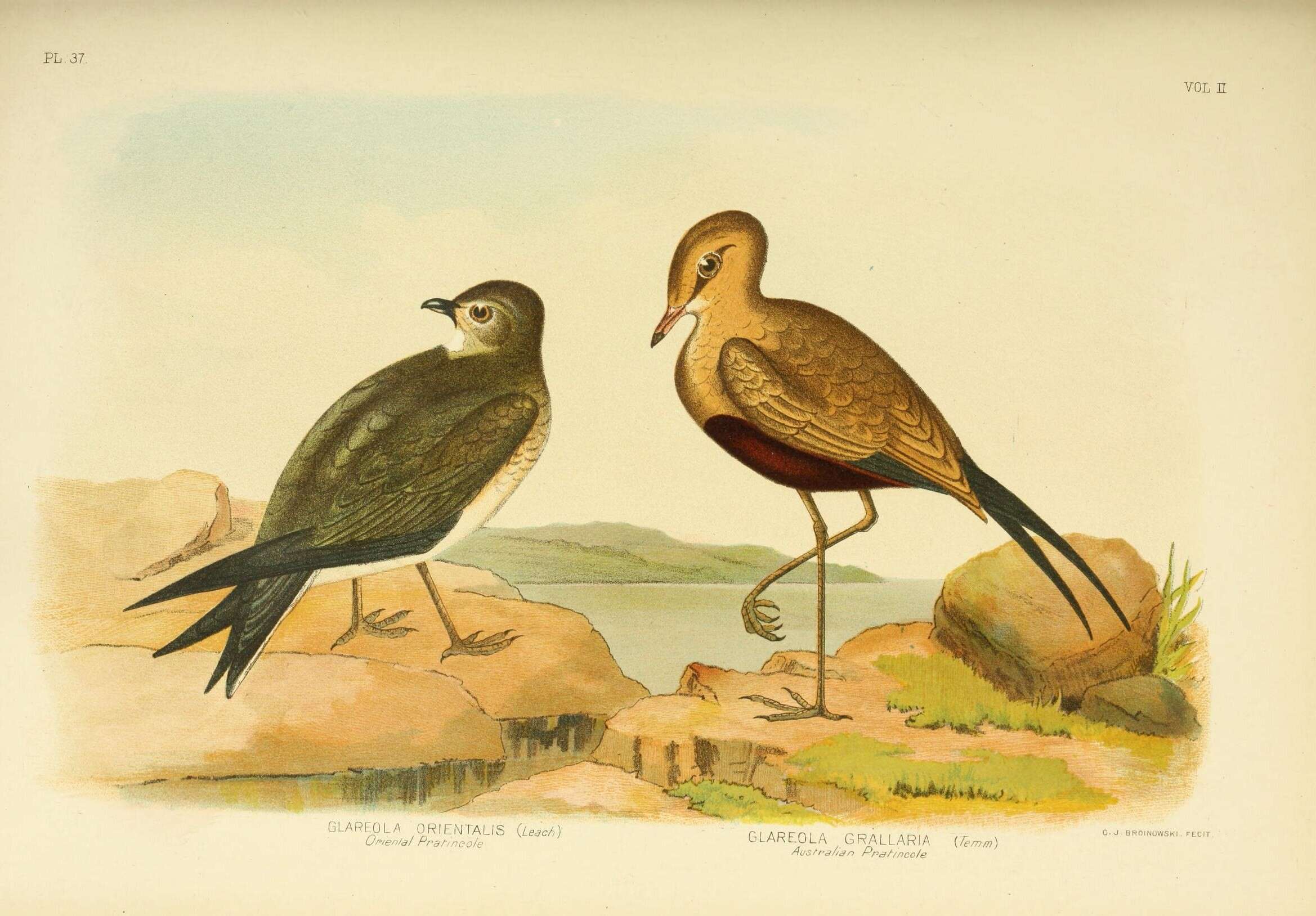 Слика од Glareola maldivarum Forster & JR 1795