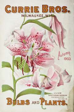 Image of Lilium speciosum Thunb.