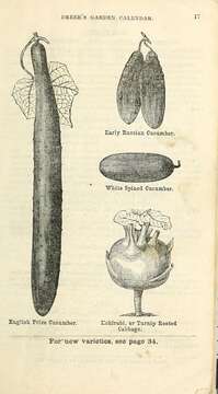 Image of garden cucumber