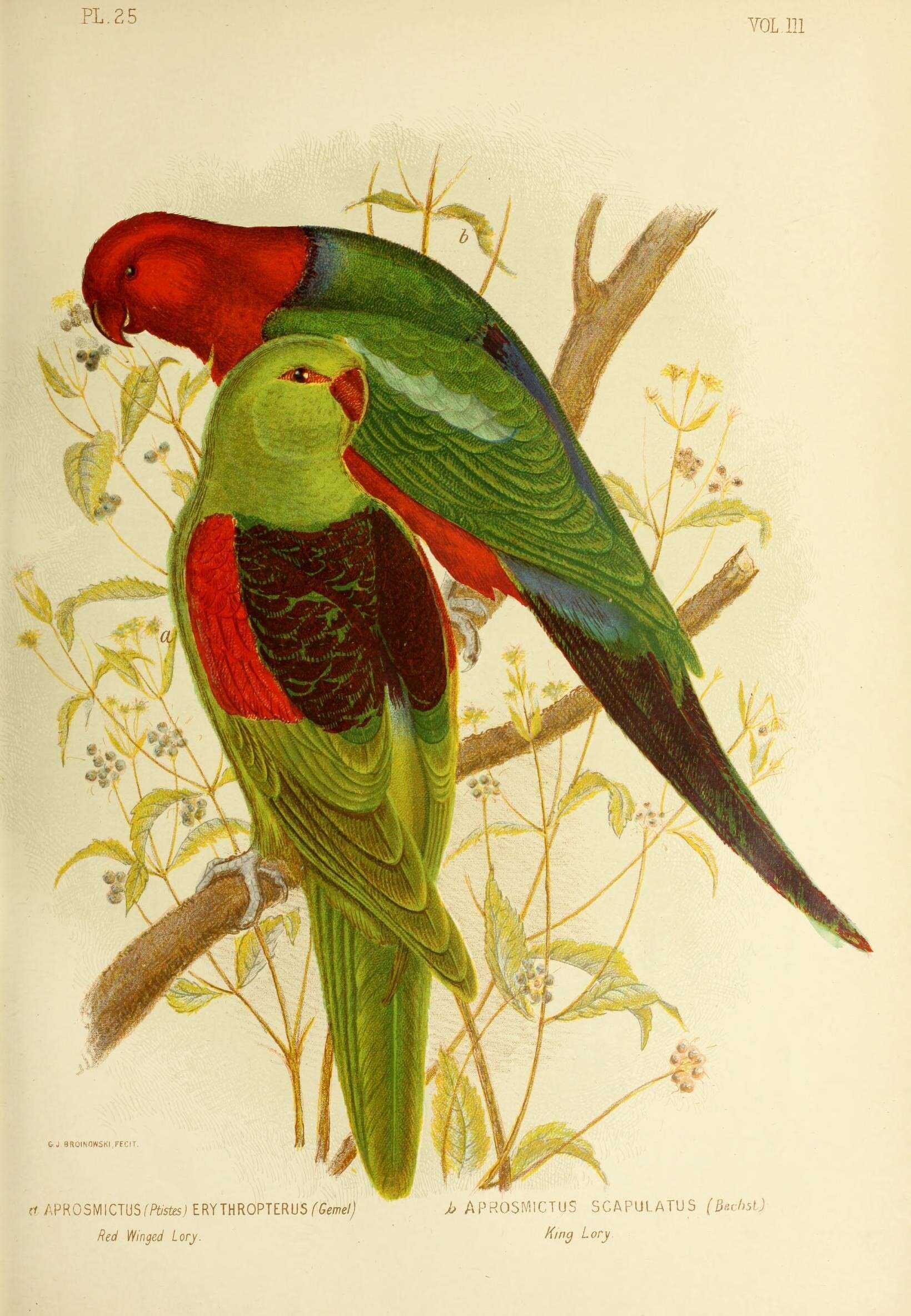 Image of Aprosmictus Gould 1842