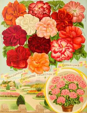 Imagem de Pelargonium