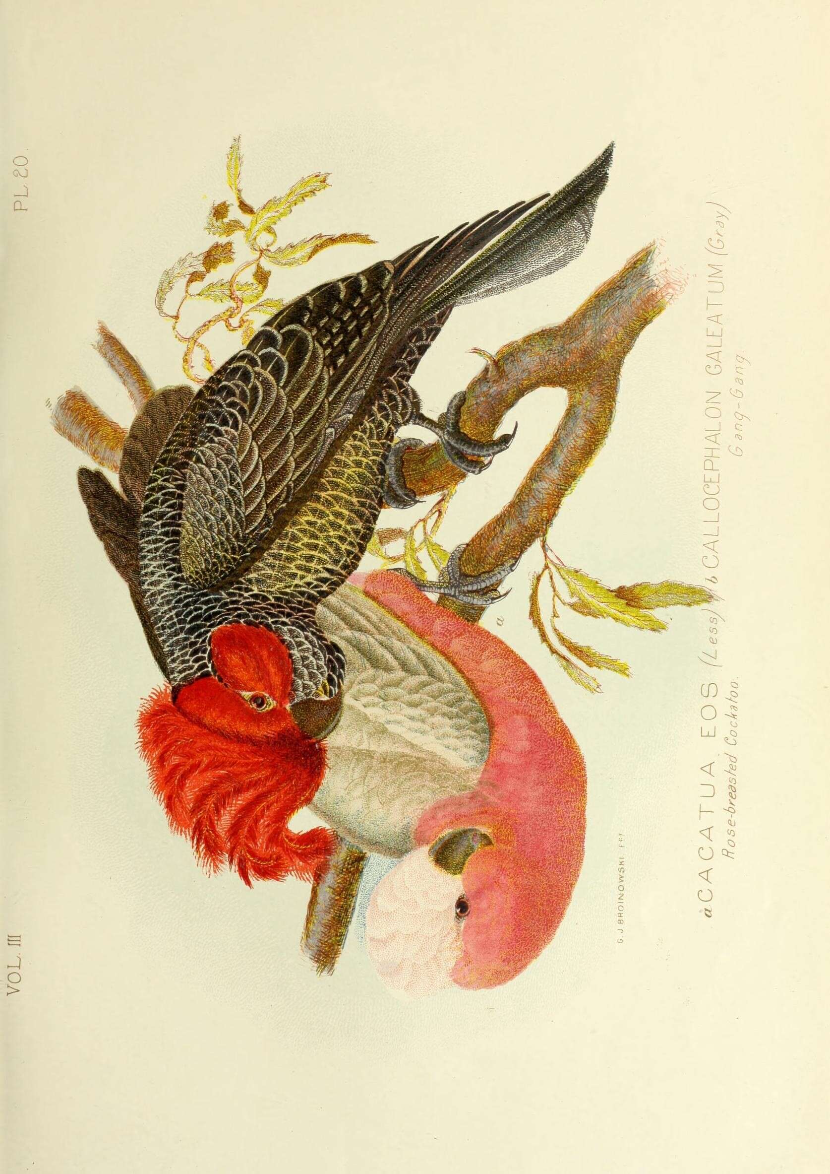 Image of Eolophus Bonaparte 1854