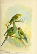 Imagem de Melopsittacus Gould 1840