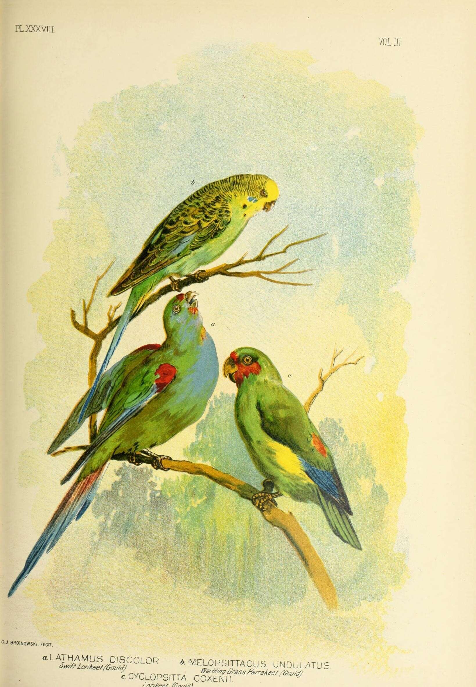Image of Melopsittacus Gould 1840