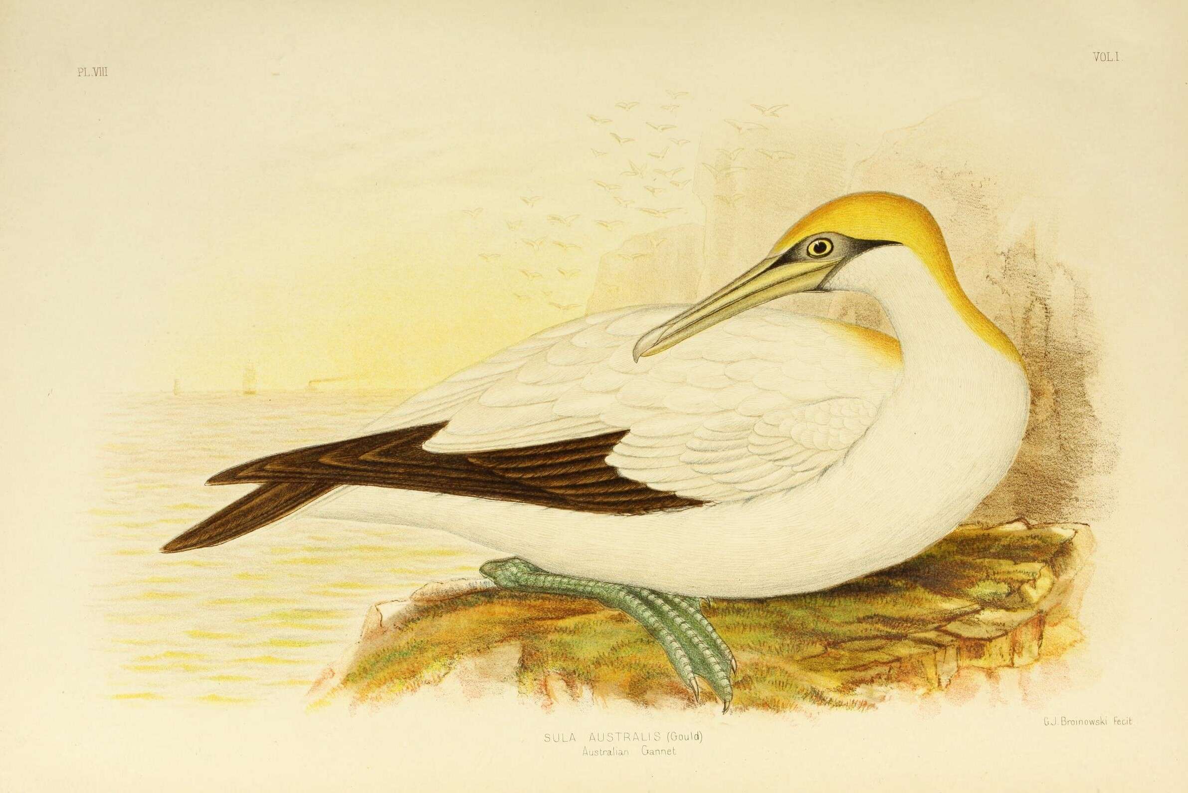 Image of Cape Gannet