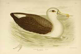 Image of Shy Albatross