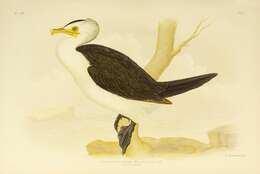 Image of Little Pied Cormorant