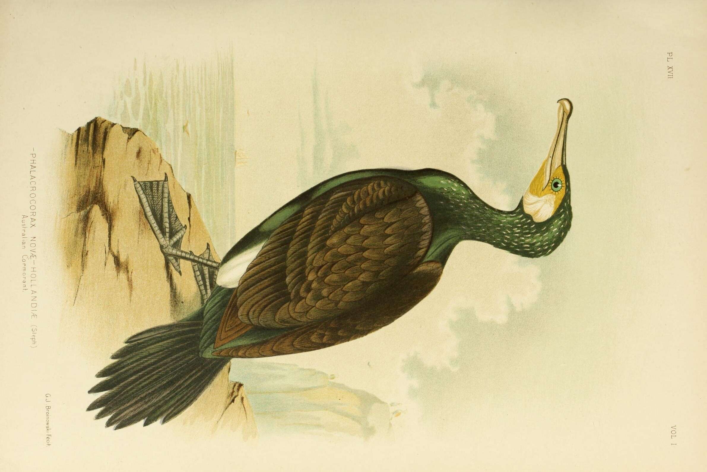 Plancia ëd Phalacrocorax carbo (Linnaeus 1758)