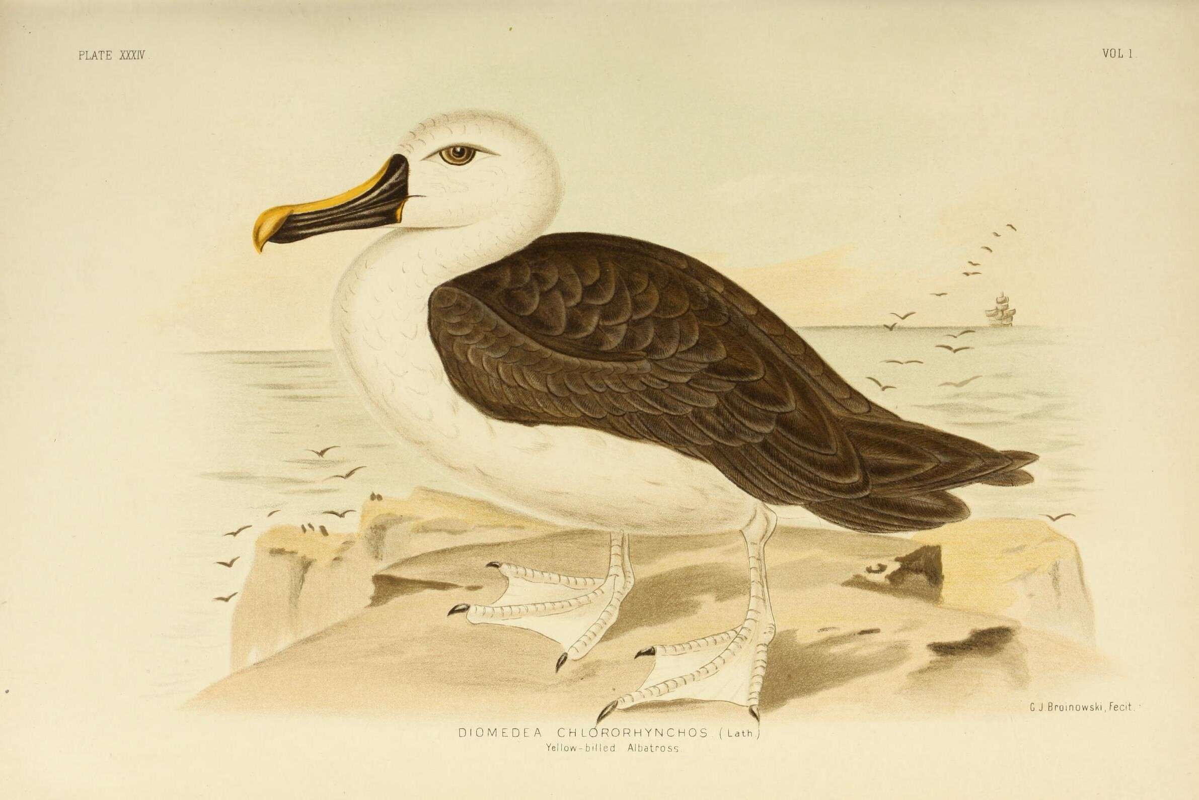 Image of Atlantic Yellow-nosed Albatross