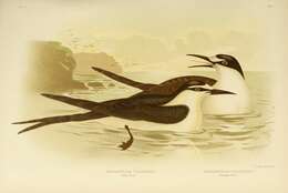 Image of Sooty Tern