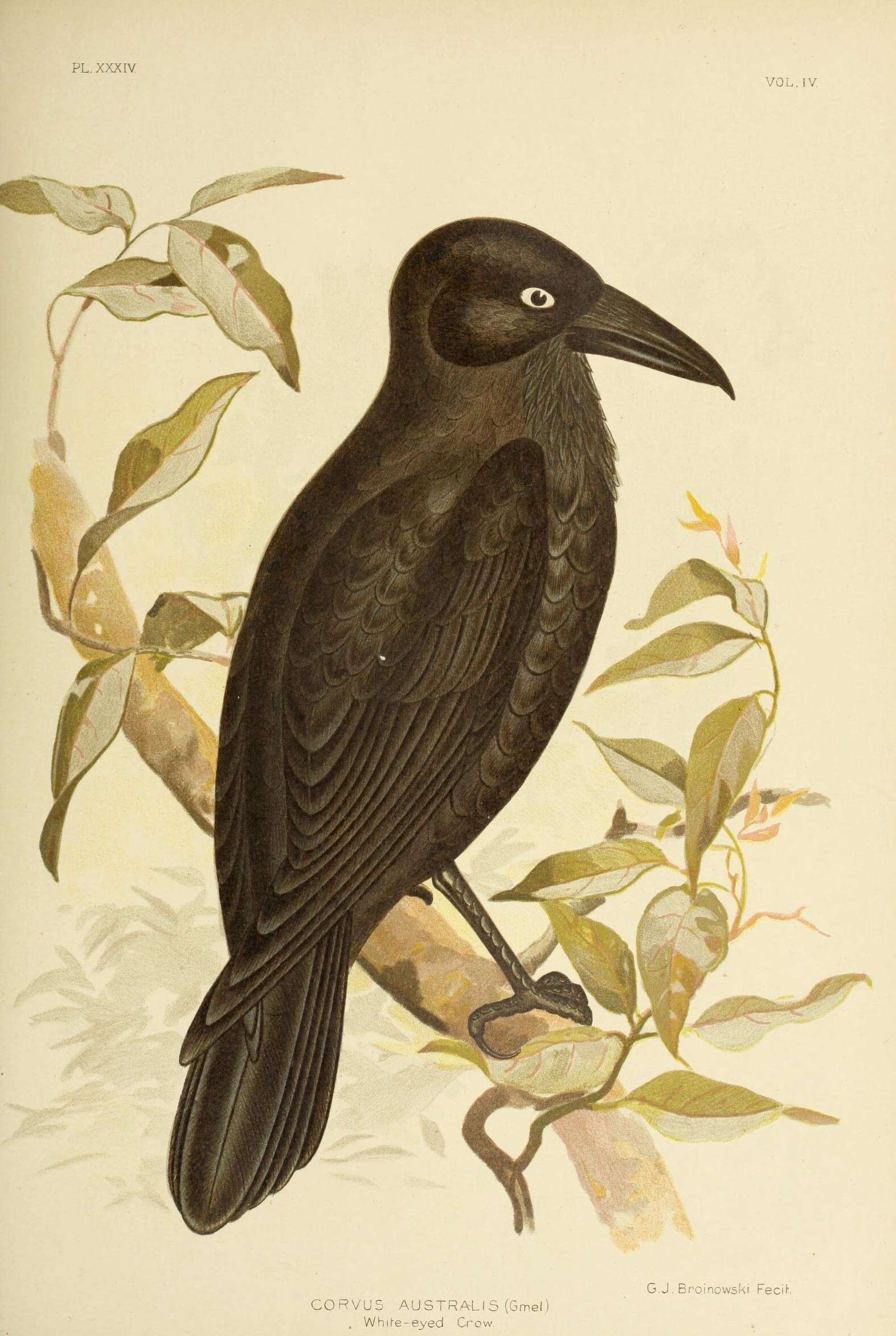 Imagem de Corvus coronoides Vigors & Horsfield 1827