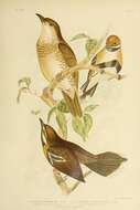 Imagem de Cinclosoma cinnamomeum Gould 1846