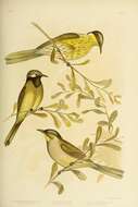 صورة Gavicalis versicolor (Gould 1843)
