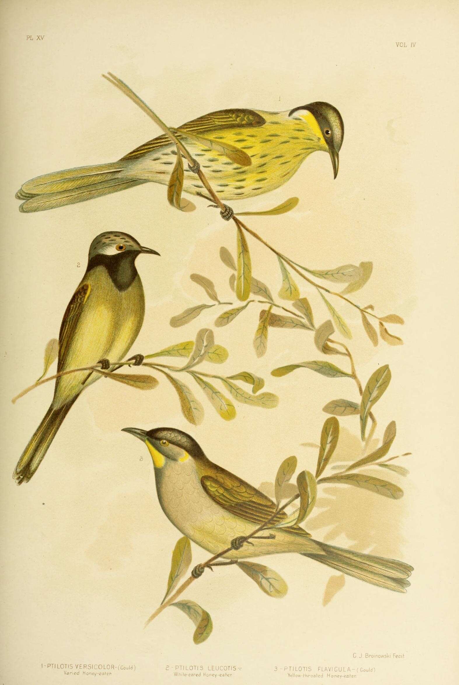 Image of Varied Honeyeater