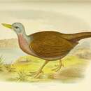 Image of Chestnut Rail