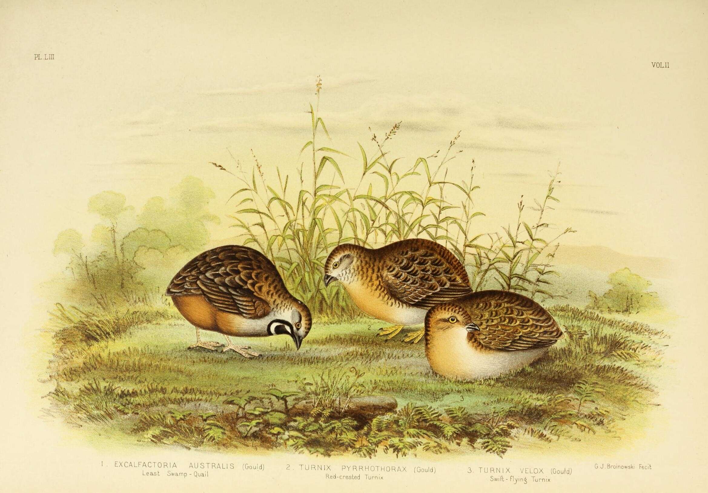 Image of Red-chested Button-quail