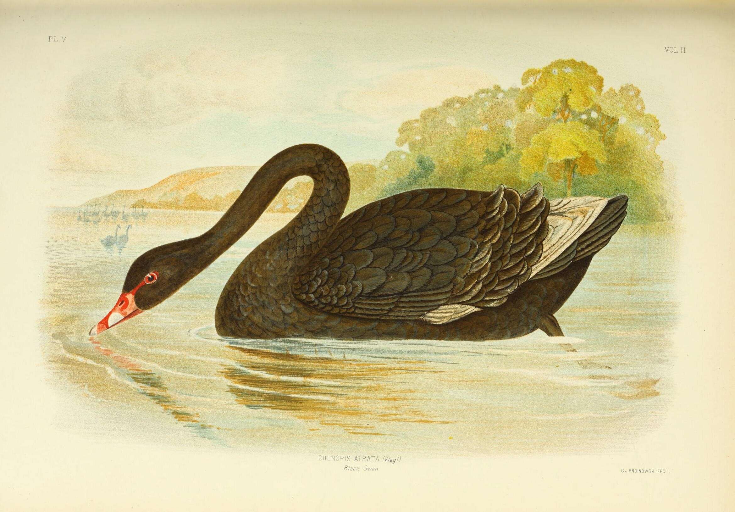 Image of Black Swan