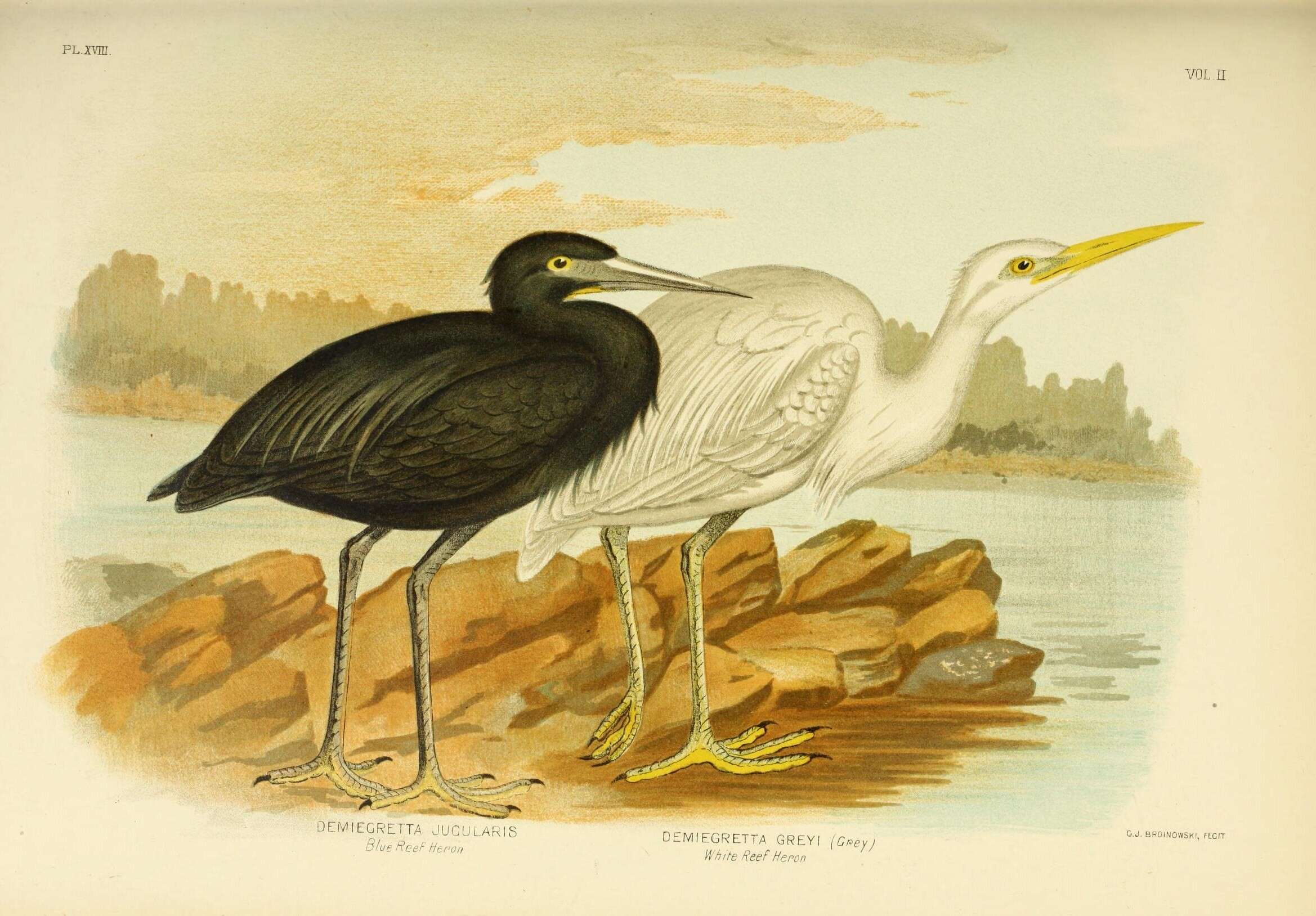 Image of Eastern Reef Egret