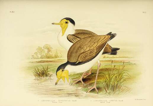 Image of Masked Lapwing