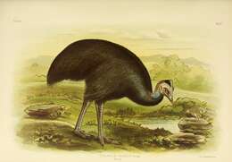 Image of Dwarf Cassowary