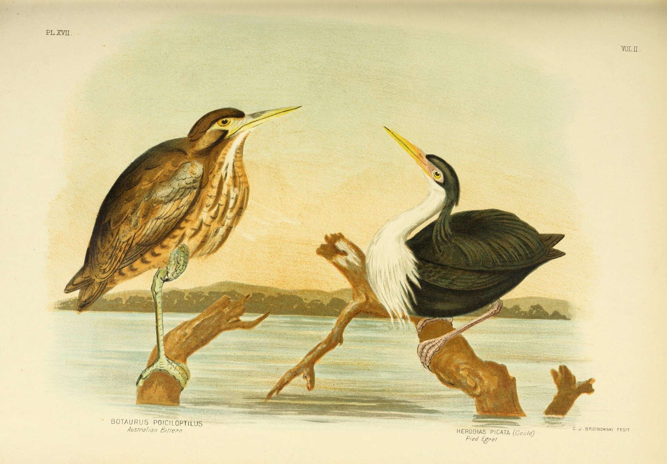 Image of Australasian Bittern