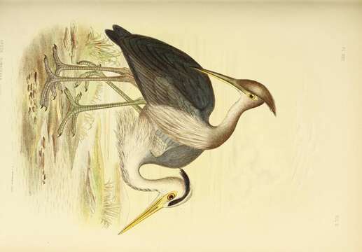 Image of Great-billed Heron