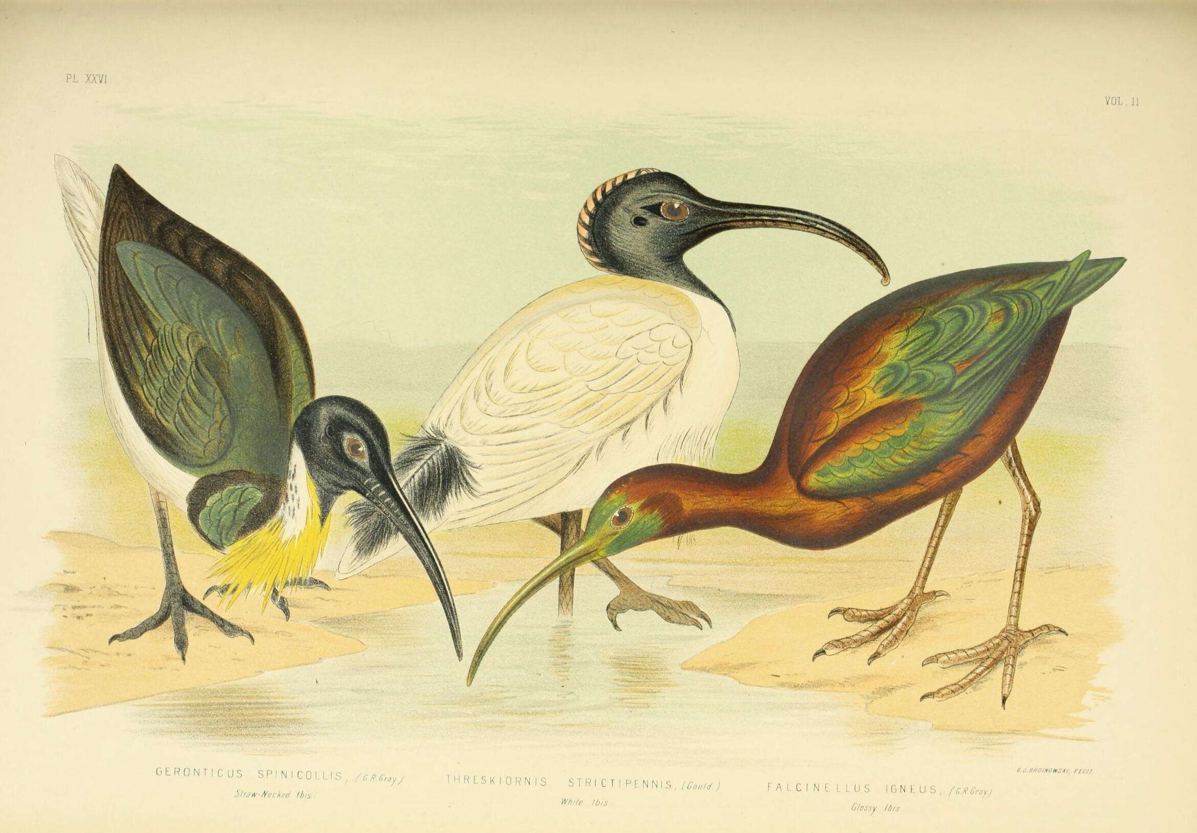 Image of Straw-necked Ibis