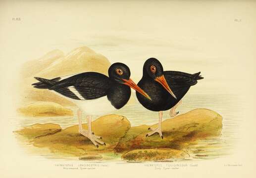 Image of Australian Pied Oystercatcher