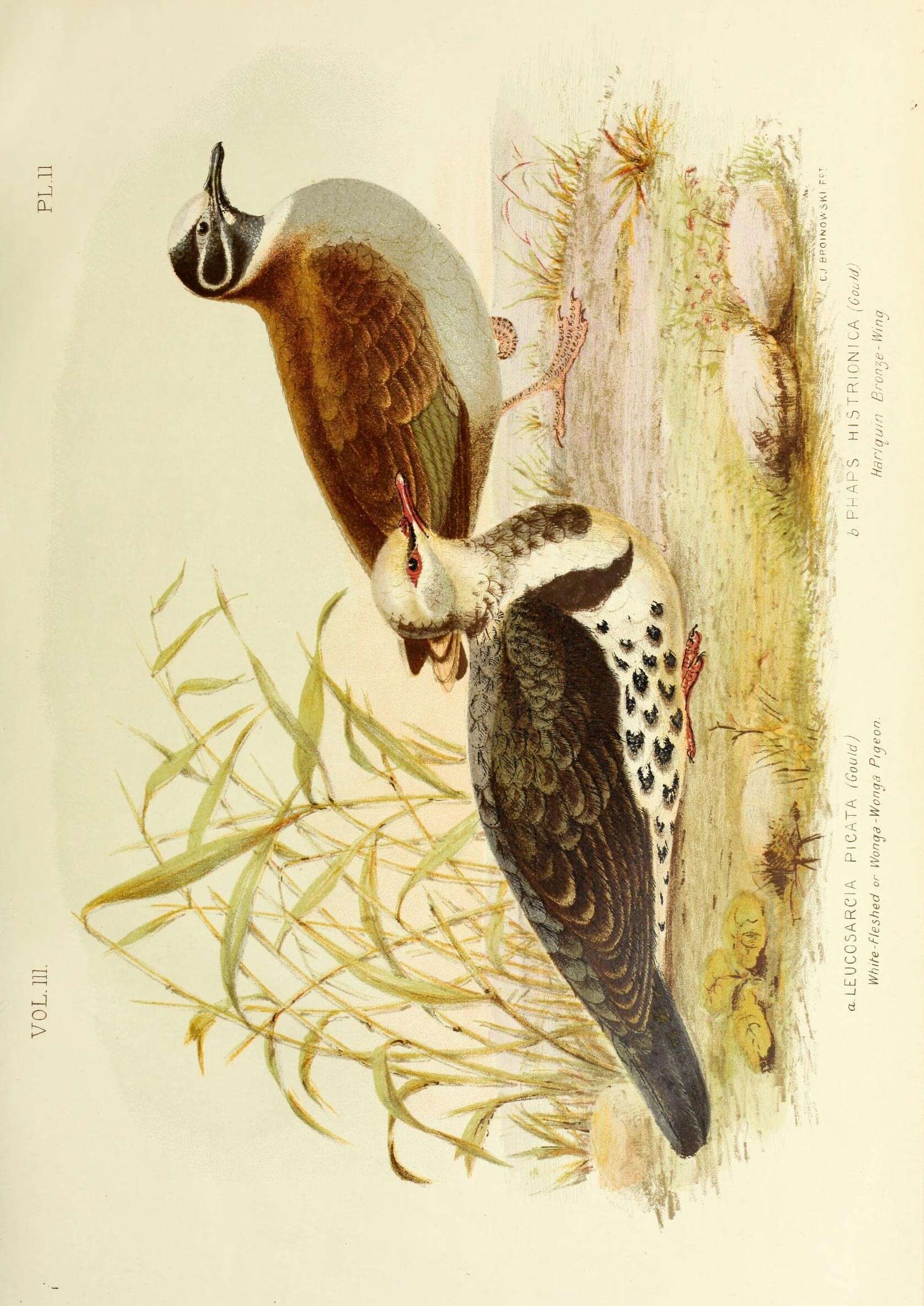 Image of Leucosarcia Gould 1843