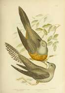 Image of Oriental Cuckoo