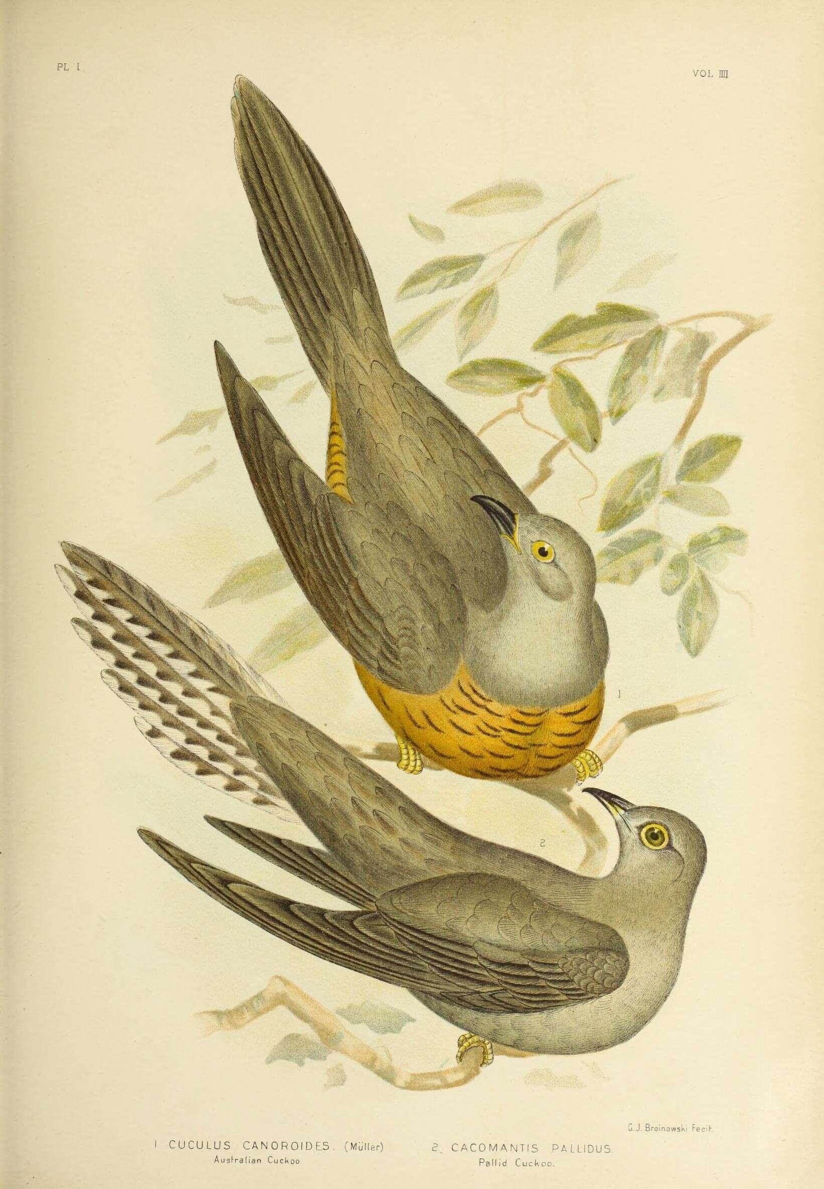 Image of Oriental Cuckoo