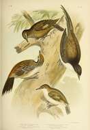 Climacteris melanurus Gould 1843的圖片