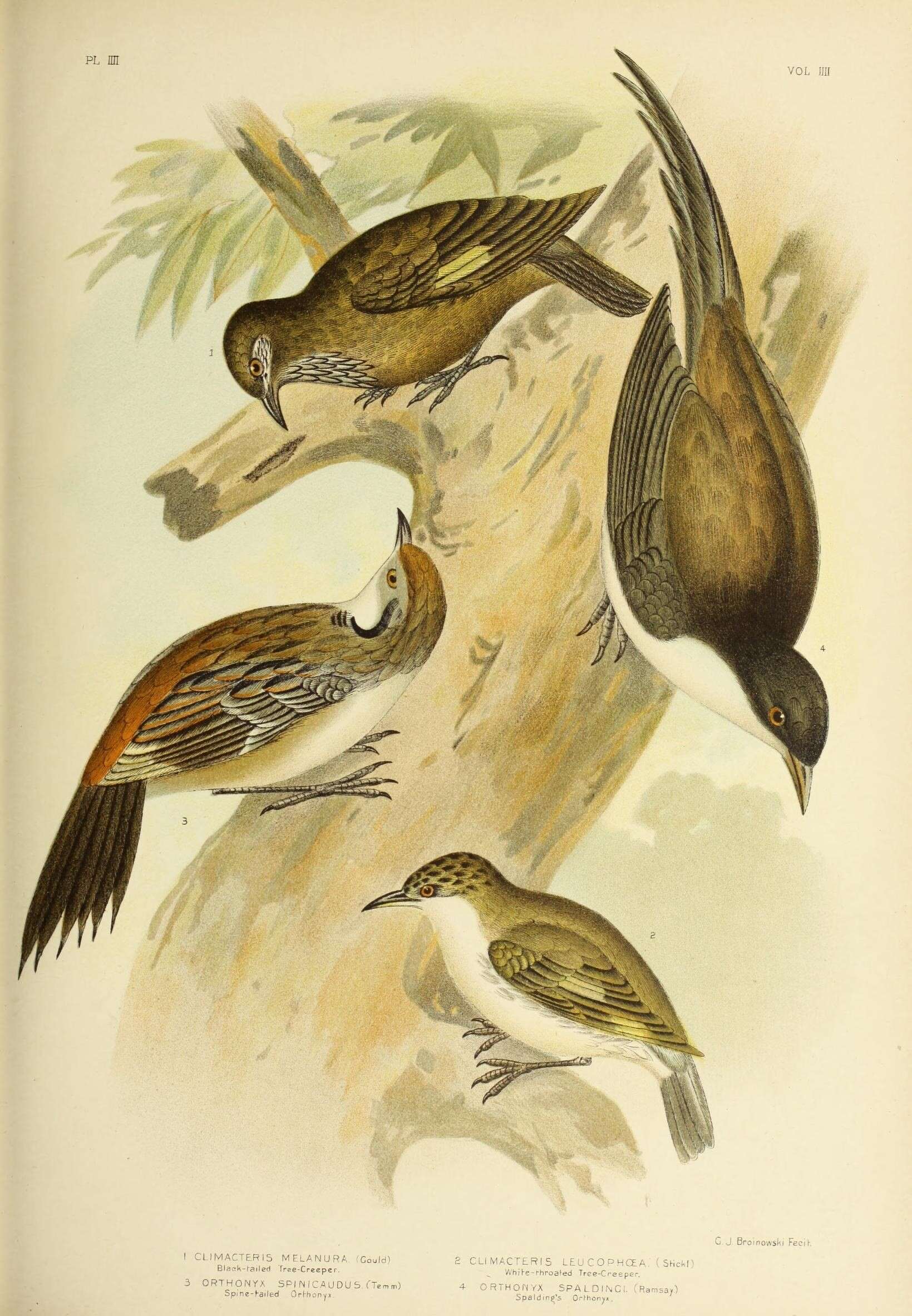 Climacteris melanurus Gould 1843的圖片