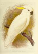 Image of Sulphur-crested Cockatoo