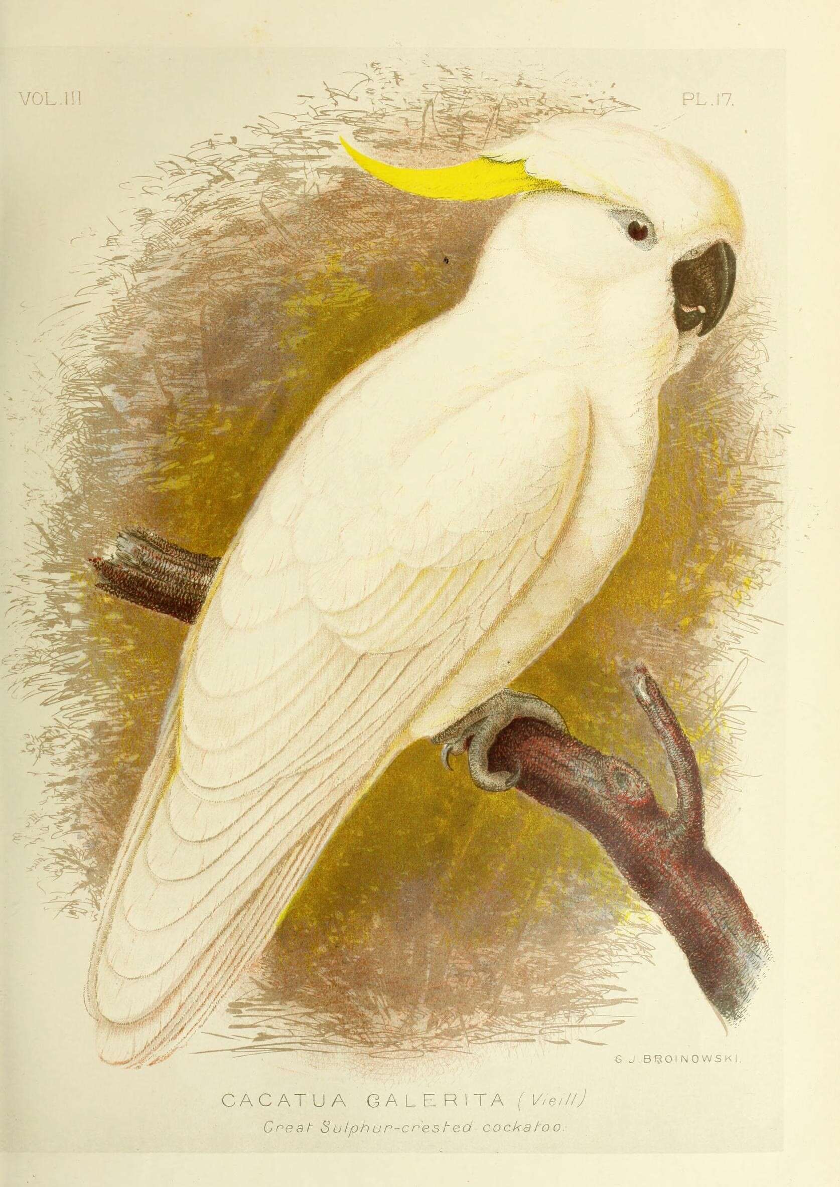 Imagem de Cacatua galerita (Latham 1790)