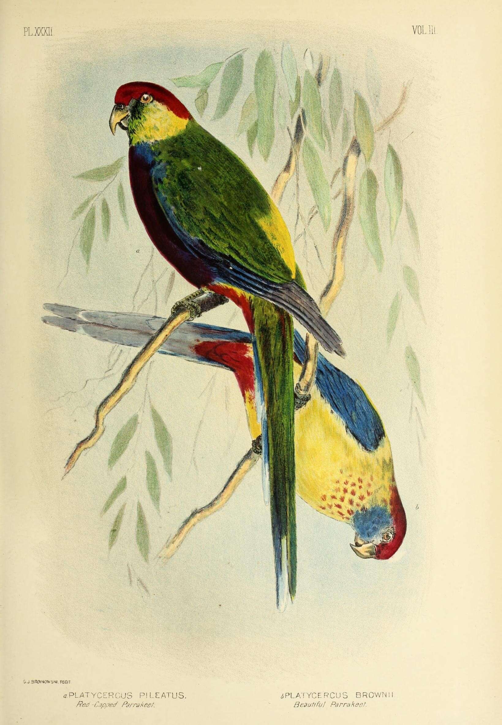 Image of Purpureicephalus Bonaparte 1854