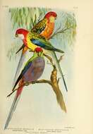 Image of Eastern Rosella