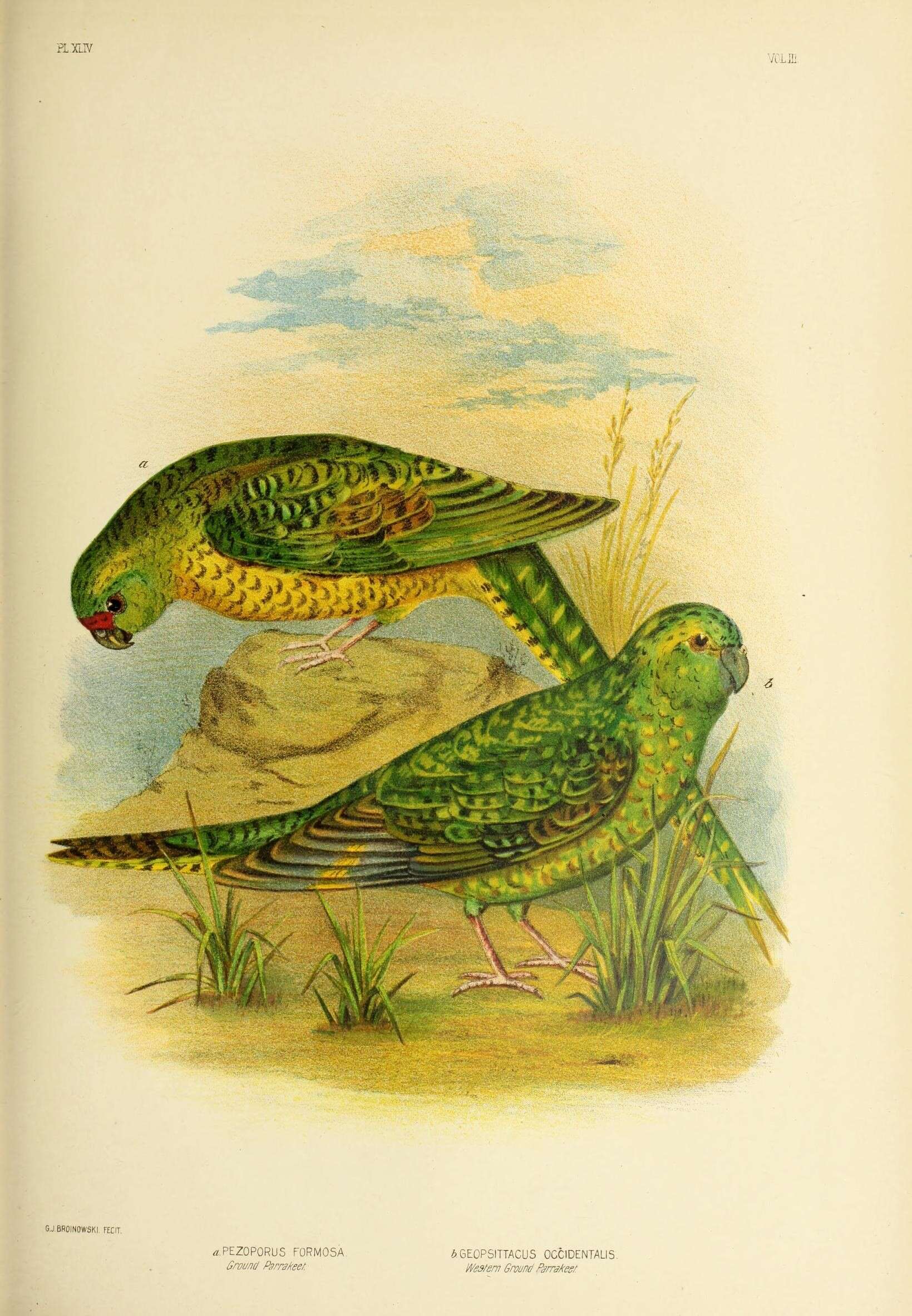 Image of Night Parrot