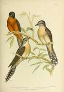 Image of Chestnut-breasted Cuckoo